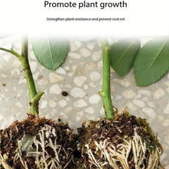 Plant Root Growing Box for Grafting Garden Propagation