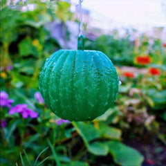 Fruit Fly Traps Sticky Gnat Traps Ball Indoor Outdoor House Kitchen Plants Trees