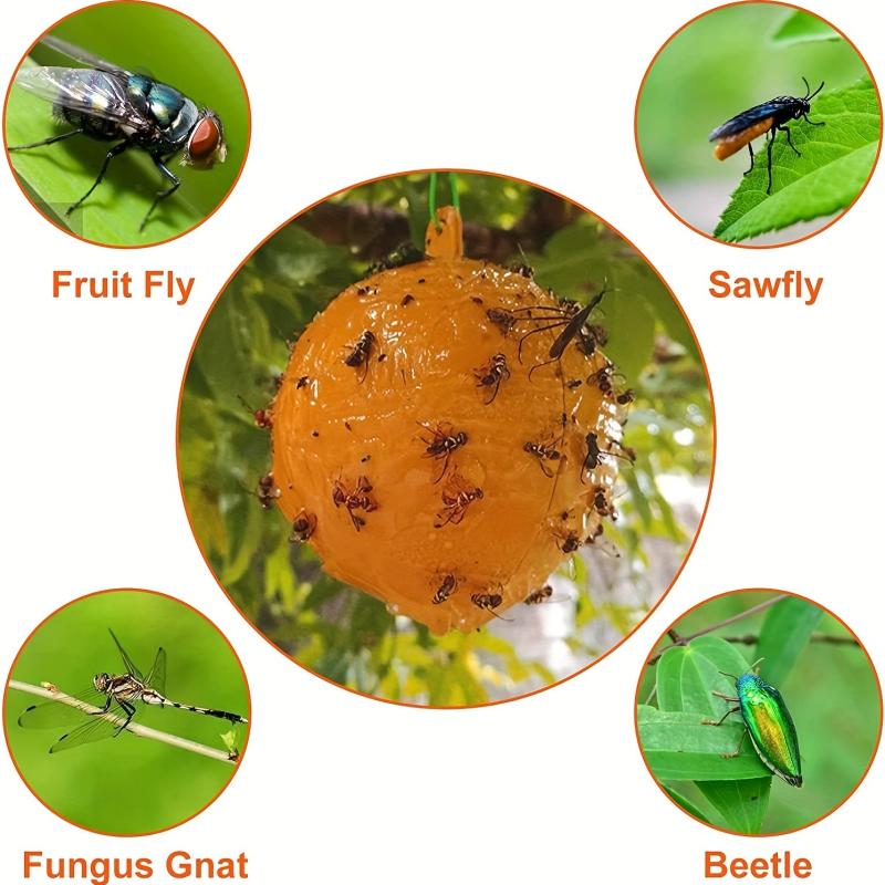 Fruit Fly Traps Sticky Gnat Traps Ball Indoor Outdoor House Kitchen Plants Trees