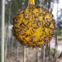 Fruit Fly Traps Sticky Gnat Traps Ball Indoor Outdoor House Kitchen Plants Trees