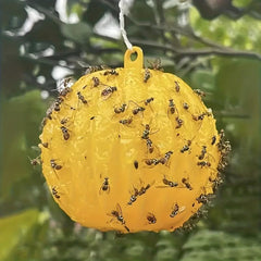 Fruit Fly Traps Sticky Gnat Traps Ball Indoor Outdoor House Kitchen Plants Trees