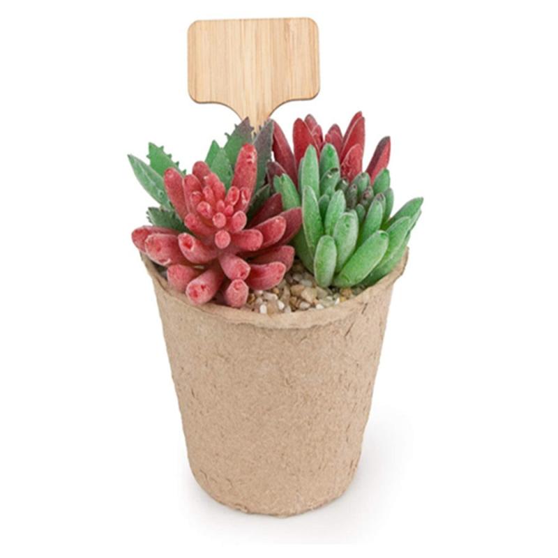 10pcs Wooden Plant Name Card Label for Succulents and Flowers