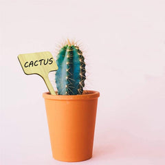 10pcs Wooden Plant Name Card Label for Succulents and Flowers