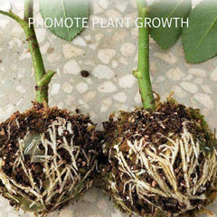 Rooter Breeding Box Plant Rooting Device Grafting Breeding