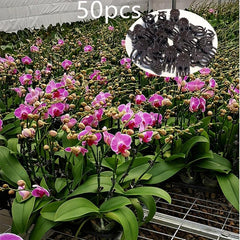 50pcs Orchid Clips for Plant Support & Climbing Vines