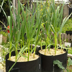 1pc Veg Flower Plant Grow Bags Fabric Pots With Handles