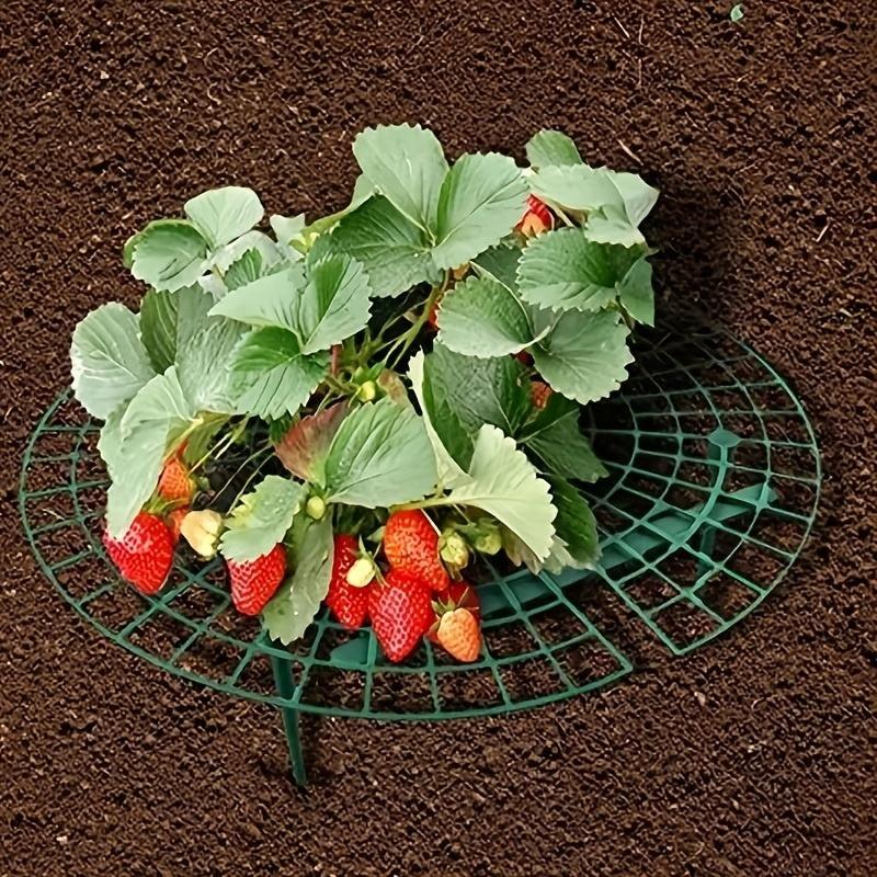 Anti Overturning Strawberry Plant Support Rack - Grow Tasty Strawberries at Home