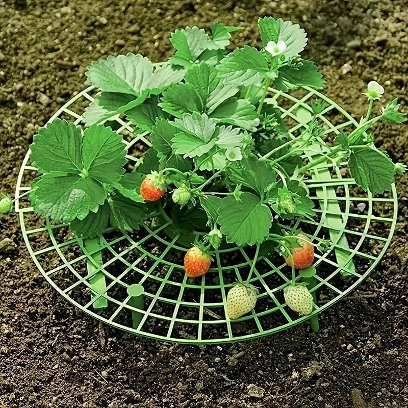 Anti Overturning Strawberry Plant Support Rack - Grow Tasty Strawberries at Home