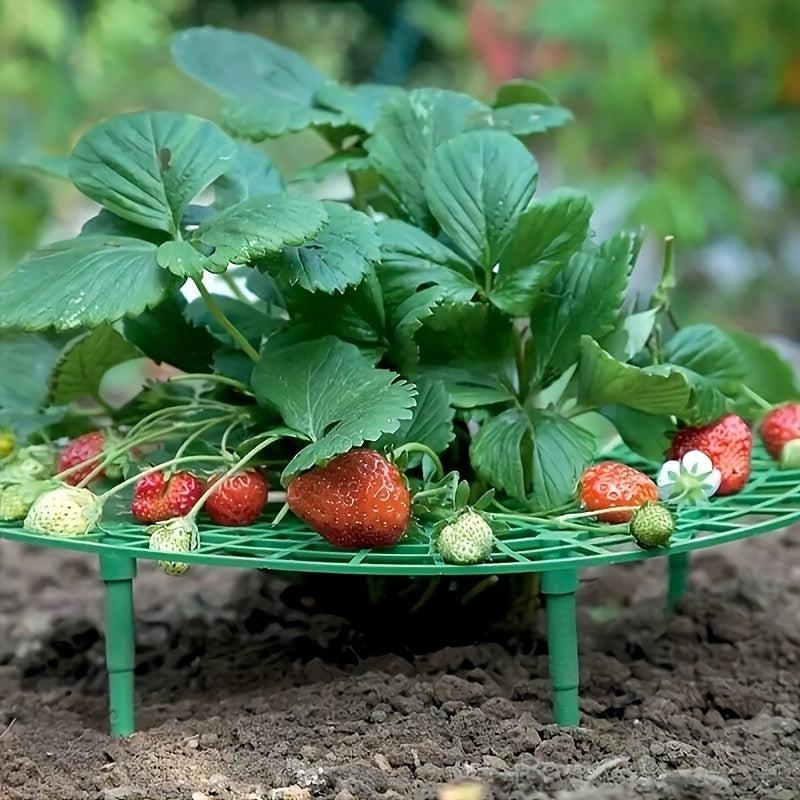 Anti Overturning Strawberry Plant Support Rack - Grow Tasty Strawberries at Home
