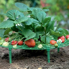 Anti Overturning Strawberry Plant Support Rack - Grow Tasty Strawberries at Home