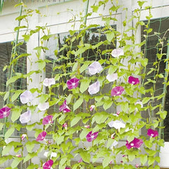 Plant Climbing Net Trellis Netting