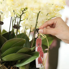 50pcs Flower Clip Orchid Iron Wire Support Rod Climbing Vine Plant Fixed Clip