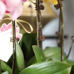 50pcs Flower Clip Orchid Iron Wire Support Rod Climbing Vine Plant Fixed Clip