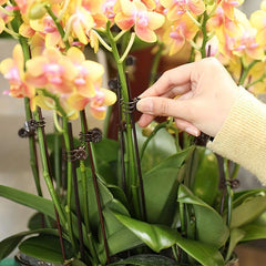 50pcs Flower Clip Orchid Iron Wire Support Rod Climbing Vine Plant Fixed Clip