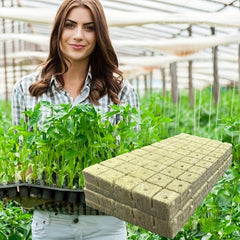 200 Mini Rock Wool Cubes 25x25x25mm for Plant Propagation & Soilless Culture