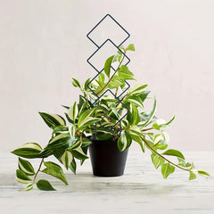 4pcs Small Metal Trellis for Potted Plants - Indoor Plant Climbing Support Stake