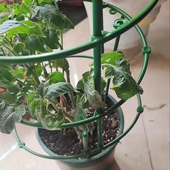 Plant Support Stakes for Vegetables Flowers Fruit Rose Vine Climbing Plants