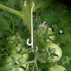 10pcs Plastic Fruit Support Hooks for Tomatoes Vegetables in Pots