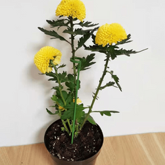 5pcs Plastic Plant Supports Flower Stand Reusable Gardening Supplies