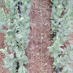 Plant Climbing Net 179 89 Trellis Netting For Climbing Plants