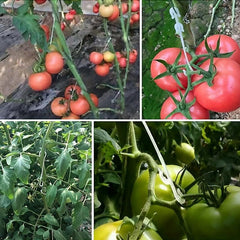 50 Plant Fruit Hooks for Tomato and Eggplant Planting