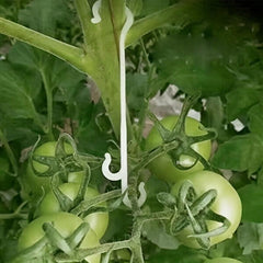 50 Plant Fruit Hooks for Tomato and Eggplant Planting