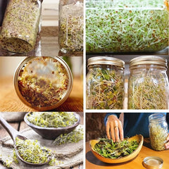 Stainless Steel Mesh Lid Sprouting Kit for Homegrown Sprouts