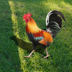 3D Courtyard Rooster Acrylic Mirror Garden Decoration