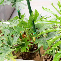 10pcs Coated Steel Plant Stakes 60cm Garden Tool Supplies Plant Holder