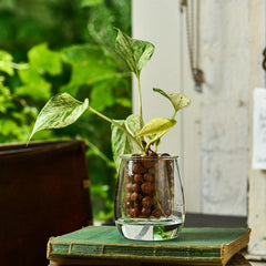 Natural Clay Pebbles Plant Grow Media Hydroponics Orchids Aquaponics