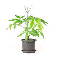 Plant Support Stakes Set 69 Stakes Blends Plant Plant Sticks Climbing