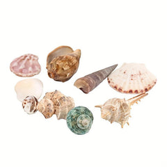 100g Shell Conch for Aquarium Landscaping and Decoration