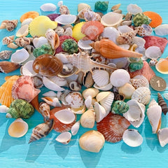 100g Shell Conch for Aquarium Landscaping and Decoration