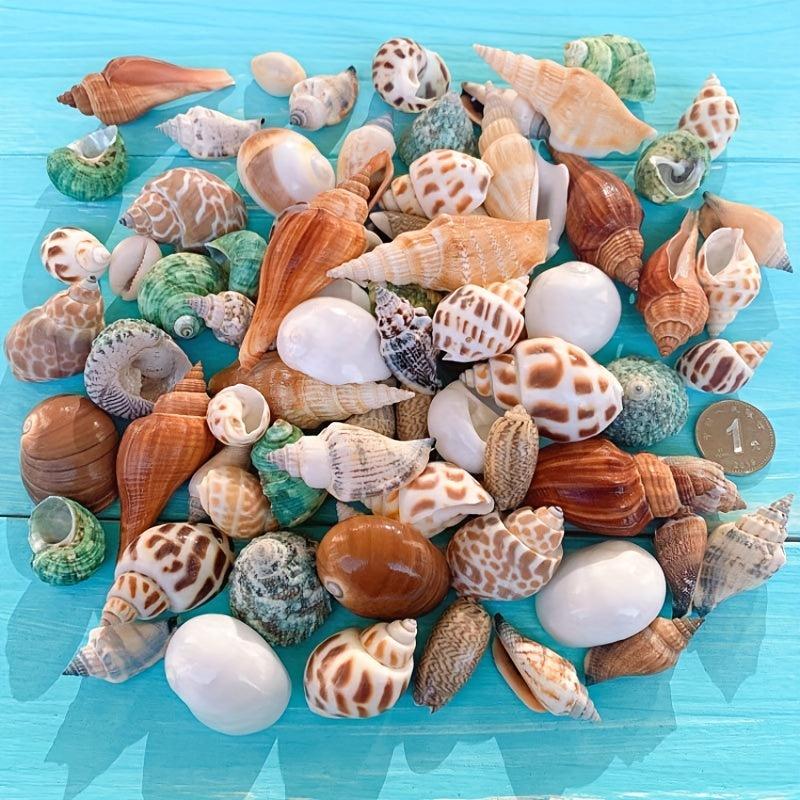 100g Shell Conch for Aquarium Landscaping and Decoration