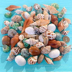 100g Shell Conch for Aquarium Landscaping and Decoration
