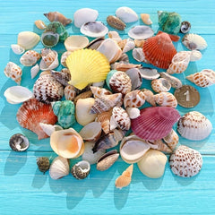 100g Shell Conch for Aquarium Landscaping and Decoration