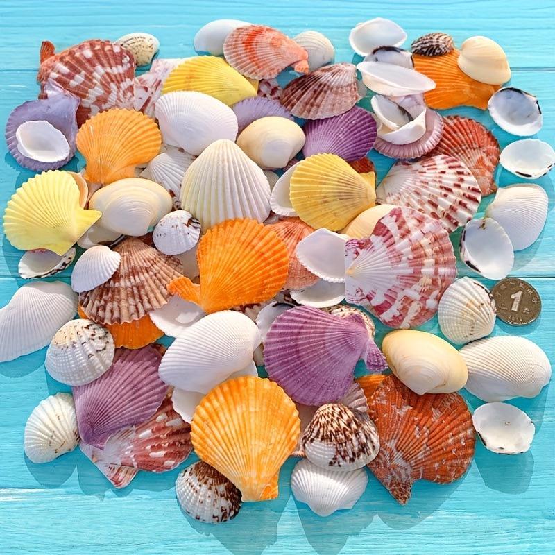 100g Shell Conch for Aquarium Landscaping and Decoration