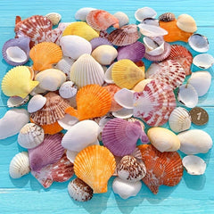 100g Shell Conch for Aquarium Landscaping and Decoration