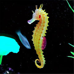 1pc Glowing Sea Horse Ornament Artificial Fish Tank Decor