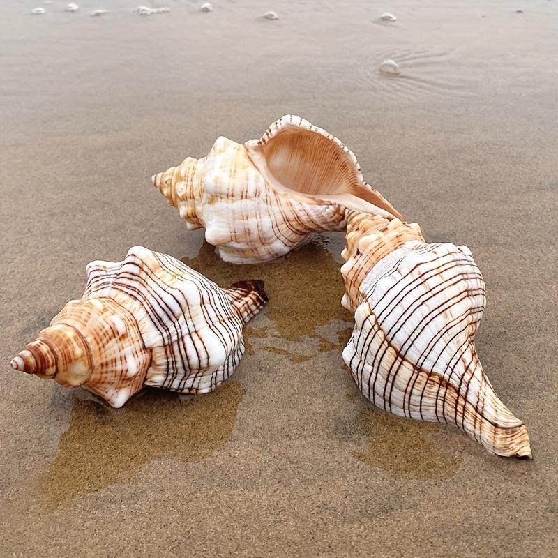 Natural Shell Conch Aquarium Decoration Fish Tank Ornament