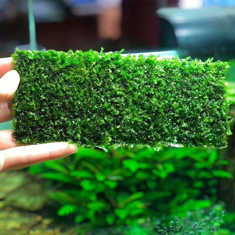 5pcs Water Grass Mesh Stainless Steel for Aquarium Fish Tank