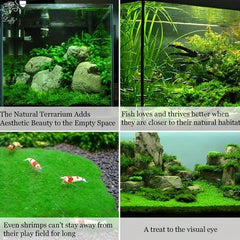 5pcs Water Grass Mesh Stainless Steel for Aquarium Fish Tank