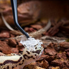 Stainless Steel Reptile Feeding Tweezers for Climbing Pet