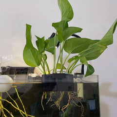 Aquarium Plant Holder Hang Decorative Aquatic Plants Fish Tank