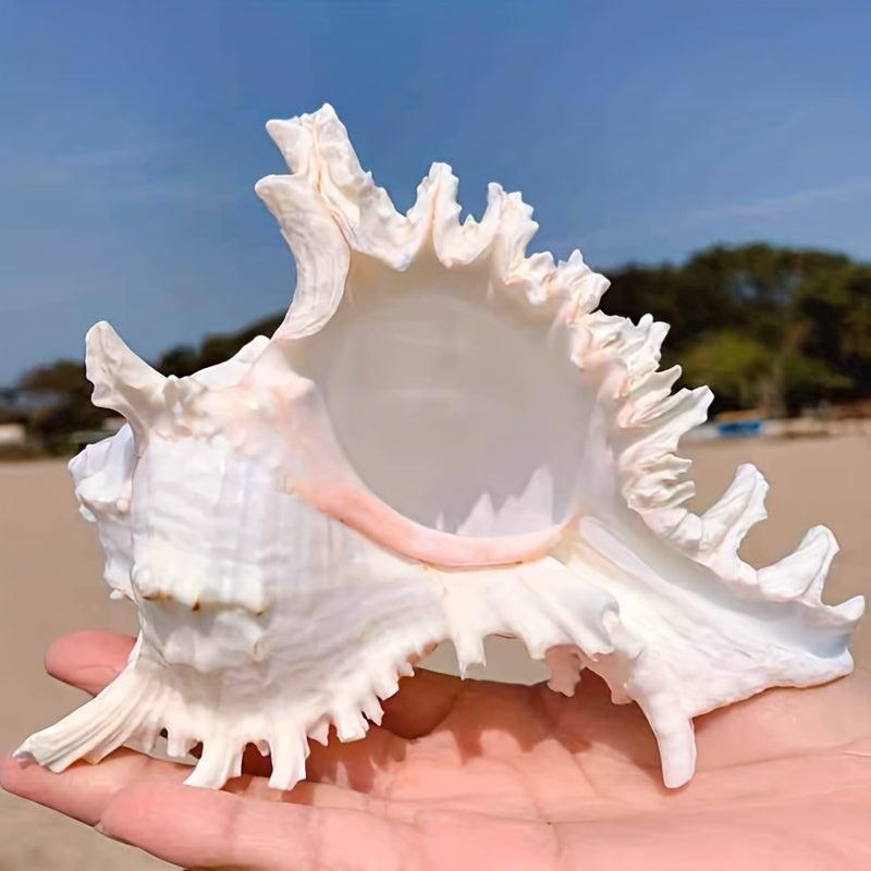 Natural Conch Shell Snail Material Unicorn Snail Gift Fish Tank Landscaping