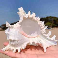 Natural Conch Shell Snail Material Unicorn Snail Gift Fish Tank Landscaping