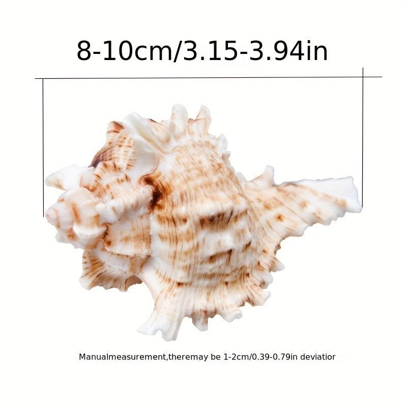 Natural Conch Shell Snail Material Unicorn Snail Gift Fish Tank Landscaping