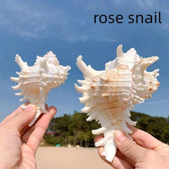 Natural Conch Shell Snail Material Unicorn Snail Gift Fish Tank Landscaping