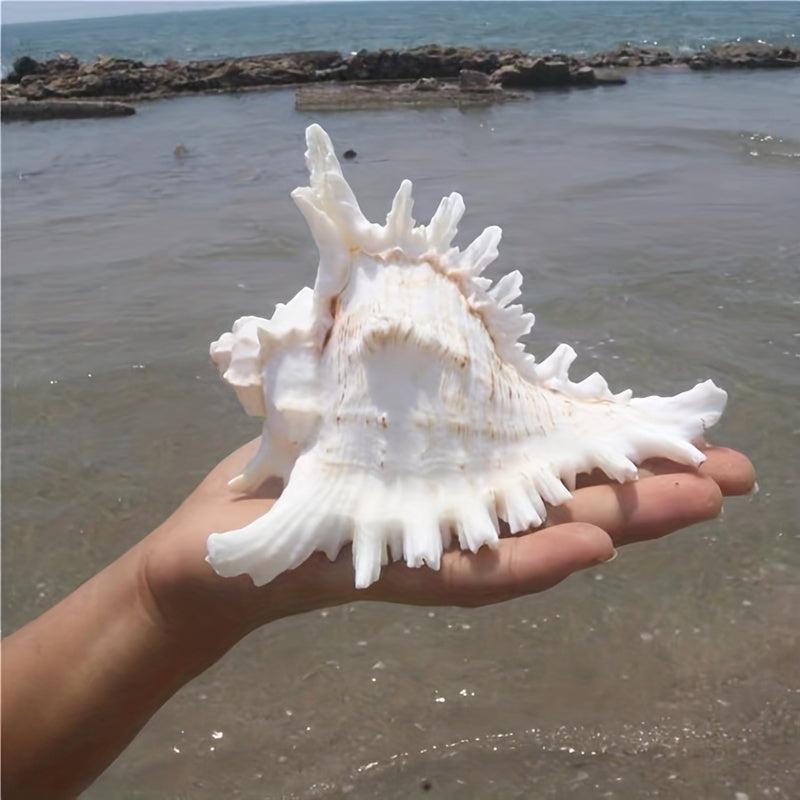 Natural Conch Shell Snail Material Unicorn Snail Gift Fish Tank Landscaping