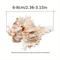 Natural Conch Shell Snail Material Unicorn Snail Gift Fish Tank Landscaping